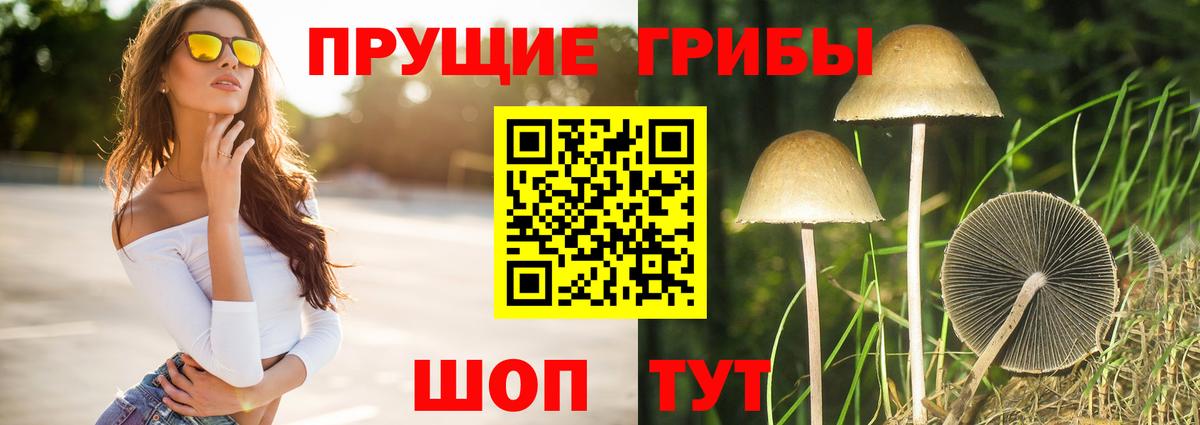Пушкино  Псилоцибиновые грибы мухоморы  цена наркотик  Вход с VPN 